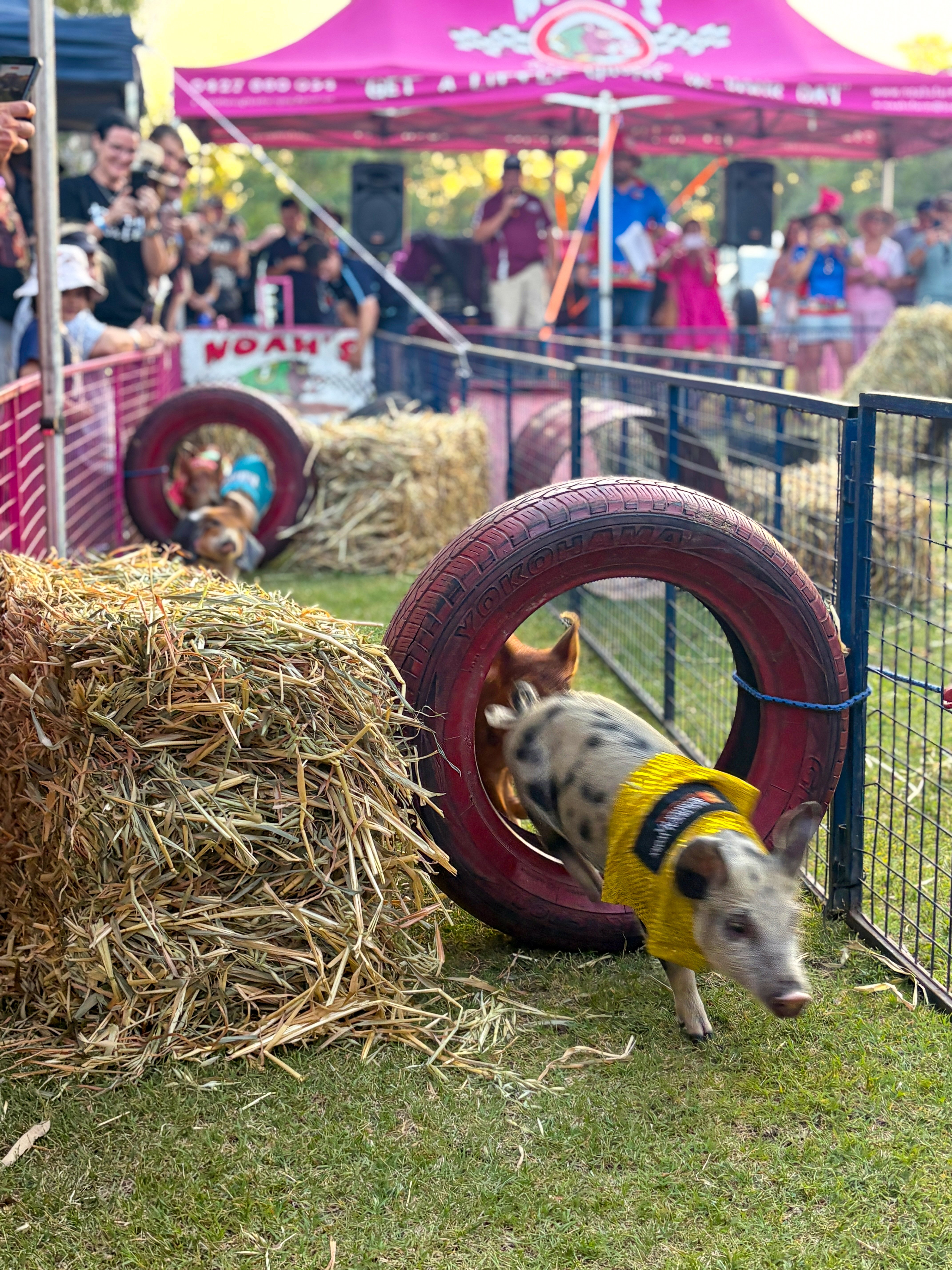 BLUE DOG TRAINING PIG RACING 1