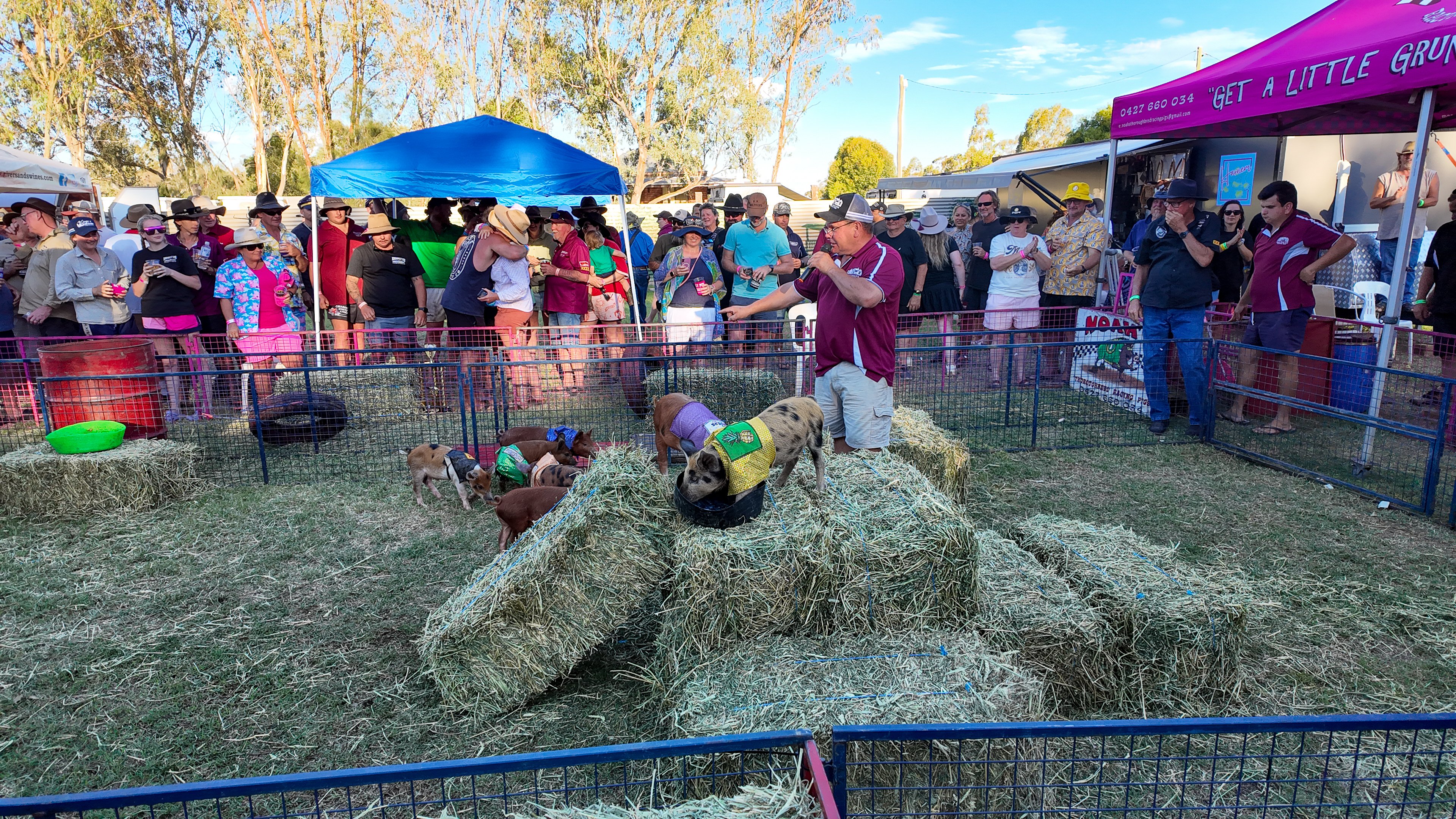 BLUE DOG TRAINING PIG RACING